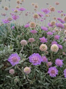 Exemple d'une plante pour le jardin sec